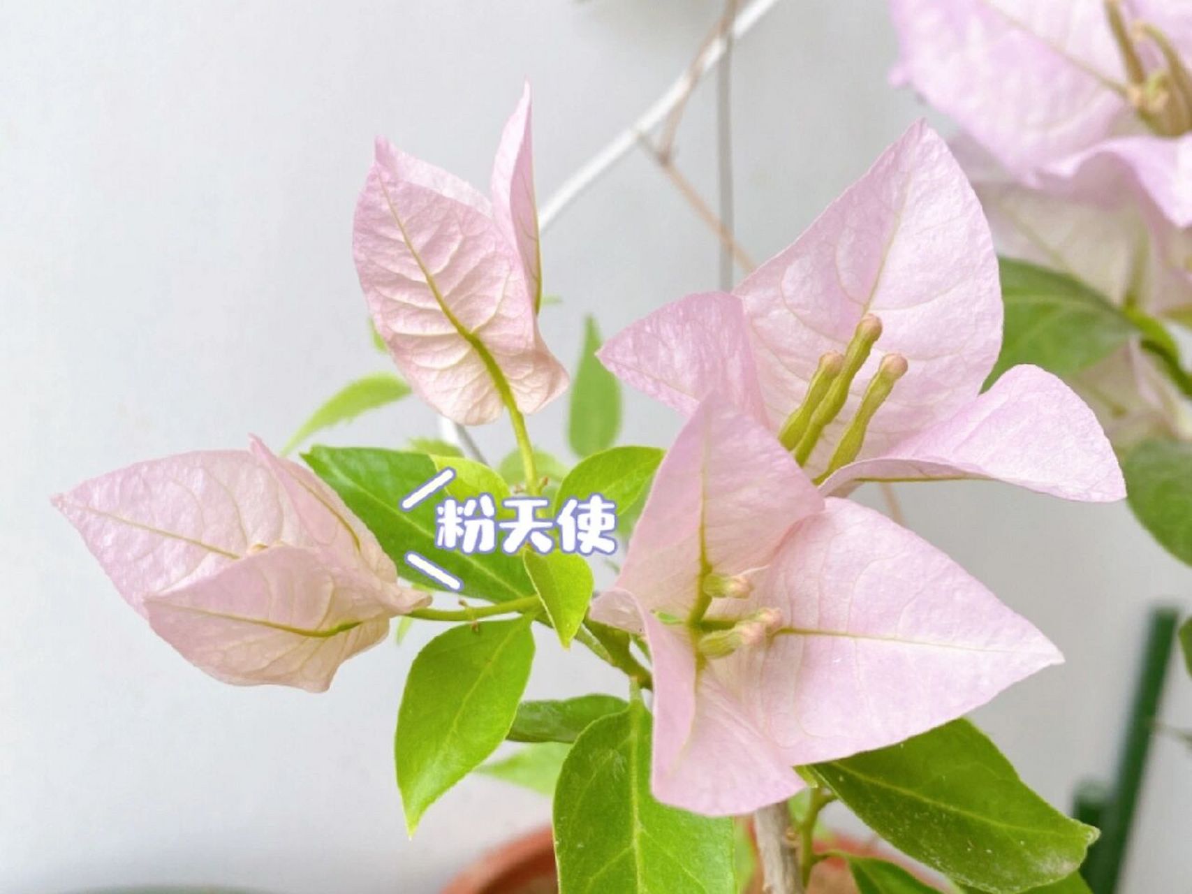 三角梅粉天使金夫人新加坡大宫粉对比 谁赢了 一眼就能看出来了