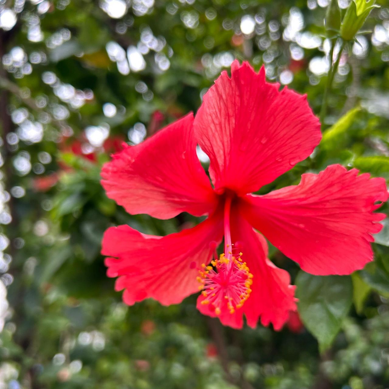 朱槿花!南宁市的市花 朱槿花,象征着凝聚,绽放,繁荣的美好寓意!