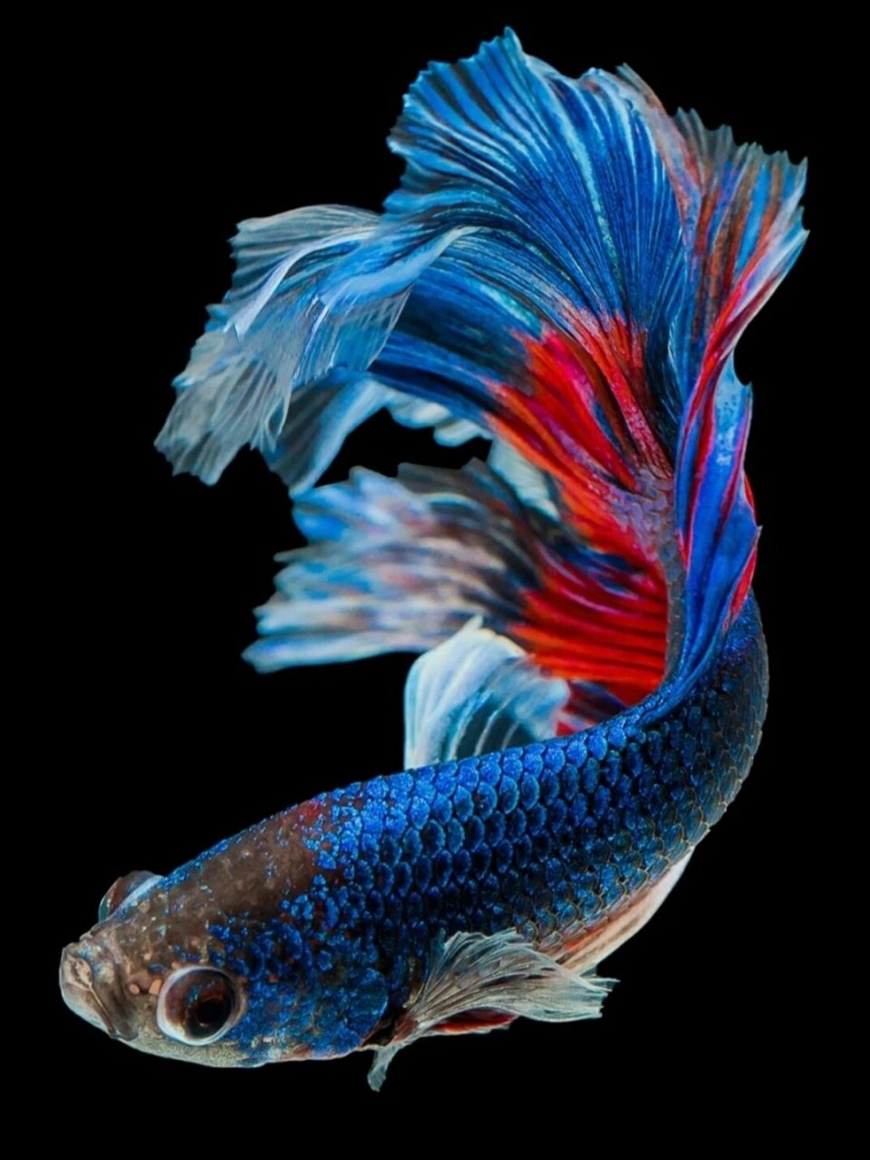 高清4k鱼墙纸喜欢自取  现实告诉你,不争气连你最亲的人都会瞧不起你.