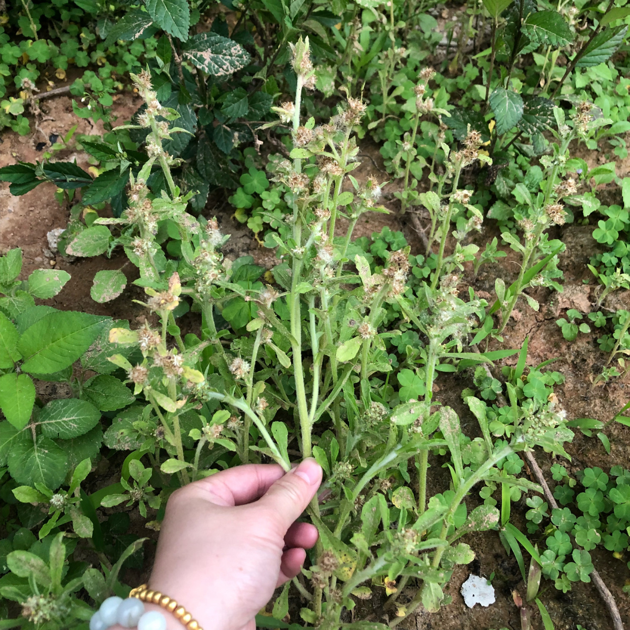 图三图四:艾叶.就是普通的艾. 余:广东人客家话读田艾里.