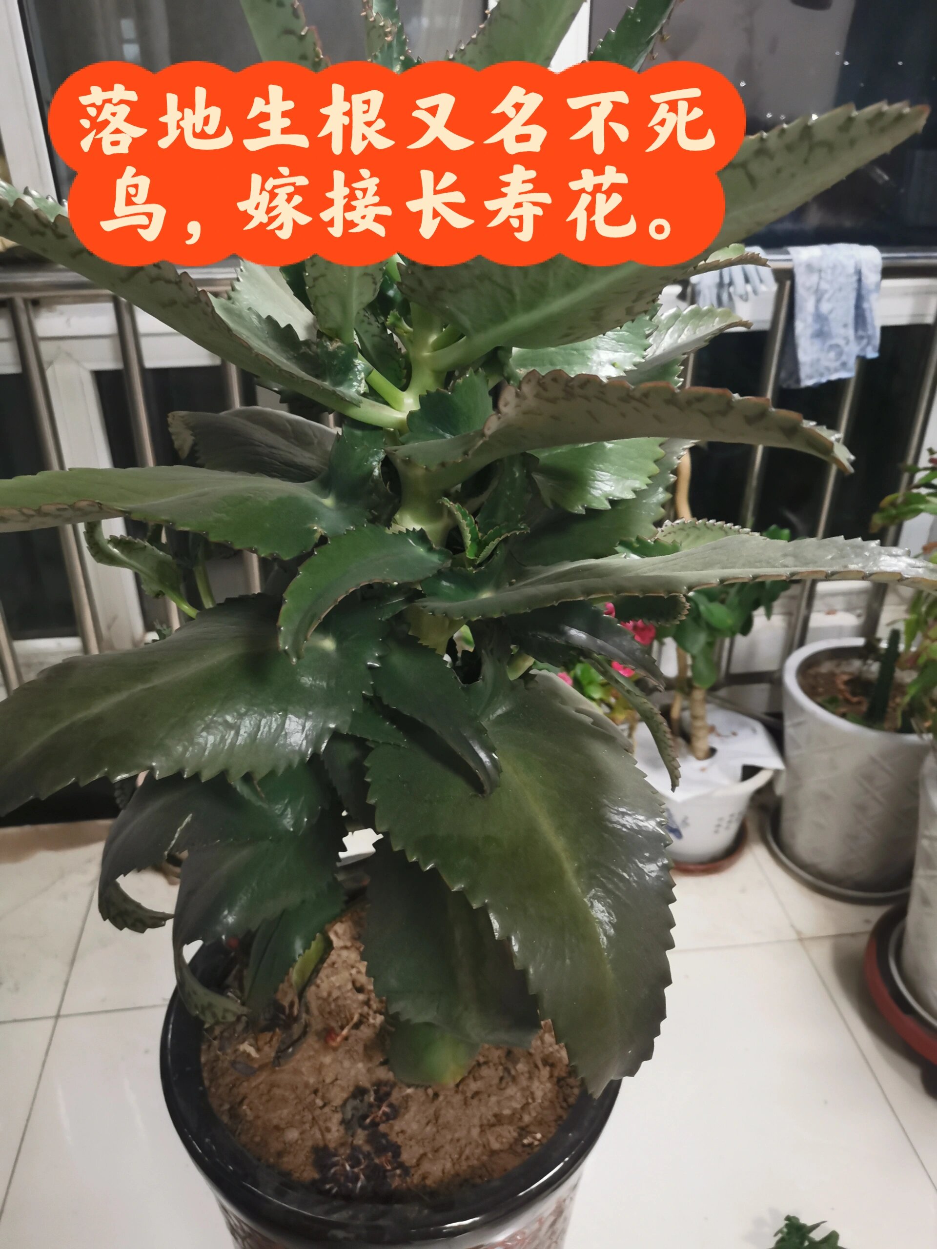 落地生根嫁接长寿花