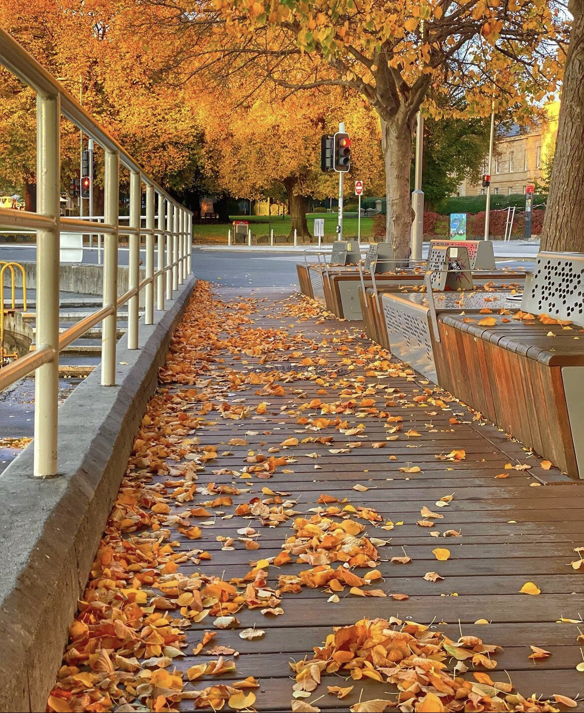塔斯马尼亚の秋季黄叶美图合集|每张都是壁纸