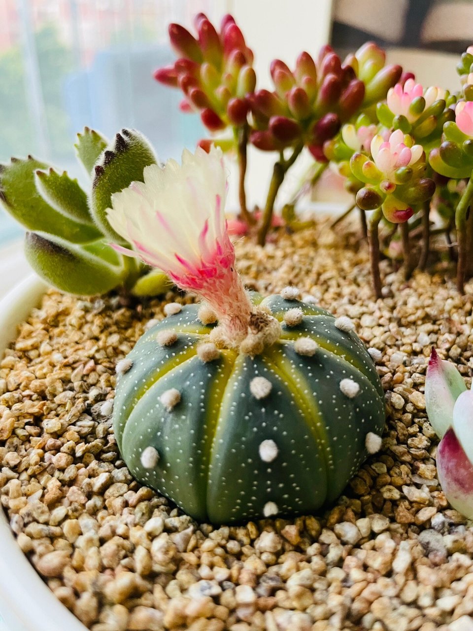 小南瓜星兜开花啦!