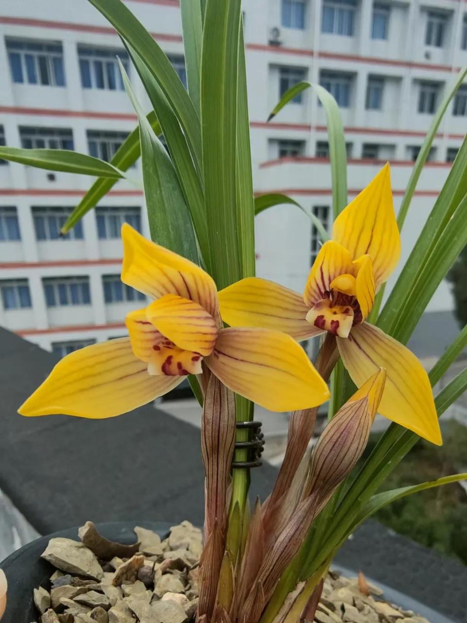 养过的兰花 兰花开好事来 养兰人的那些事  此花名为金童,春兰色花中