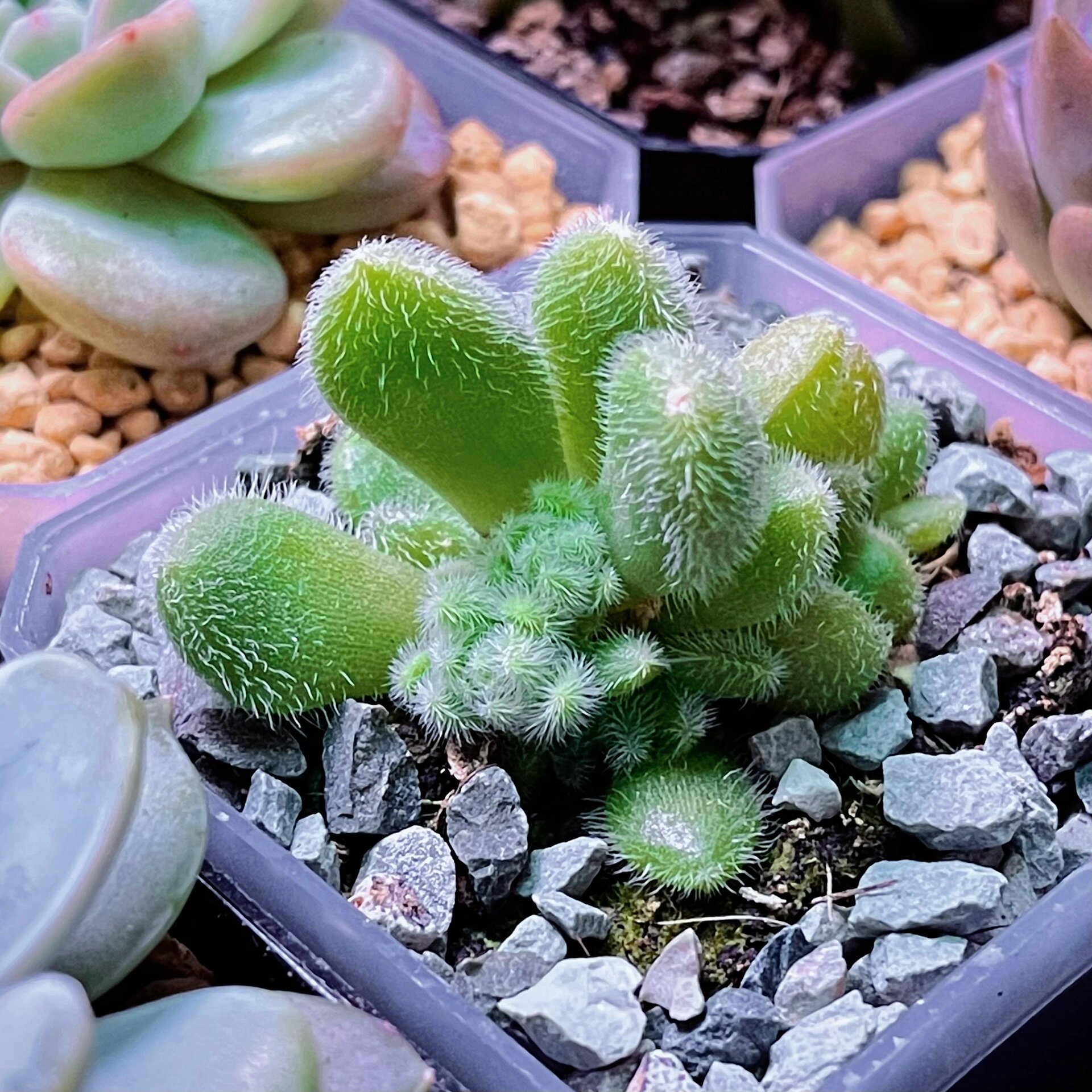 00|多肉"信东尼" 959595 信东尼也是景天科的肉肉,厚叶片