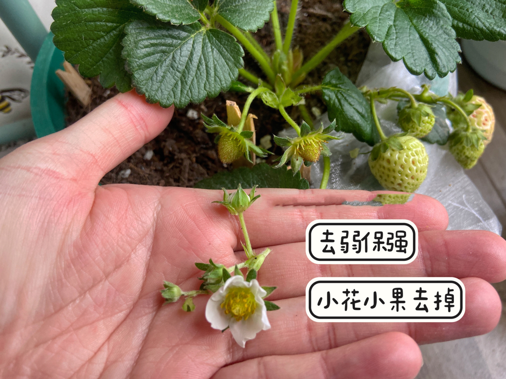 盆栽草莓种植,了解草莓花序,如何疏花疏果 今天来聊一下,草莓花序