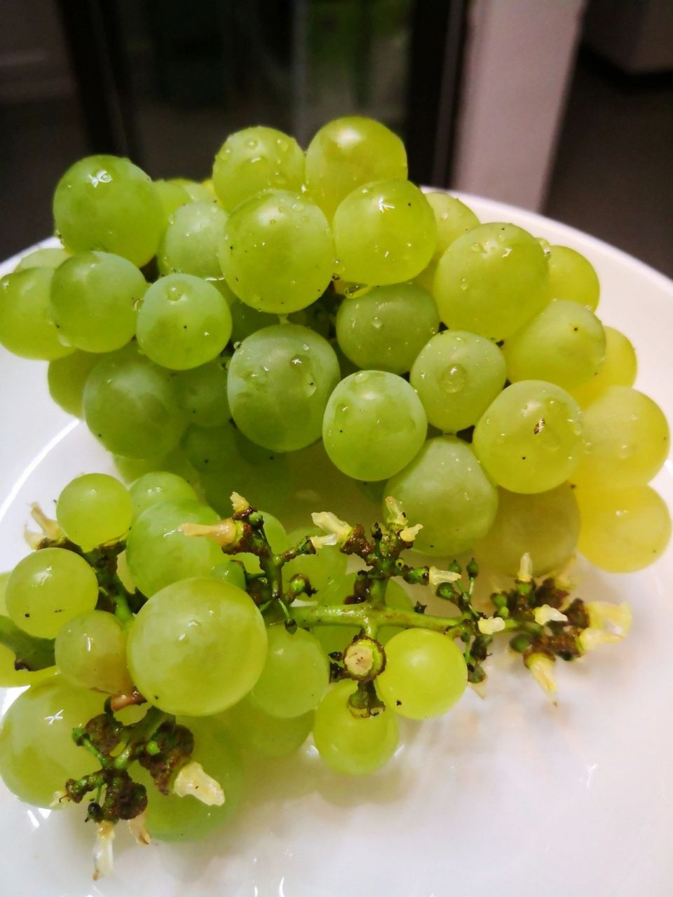 贵州水晶葡萄 水晶葡萄,是我目前最喜欢的葡萄.