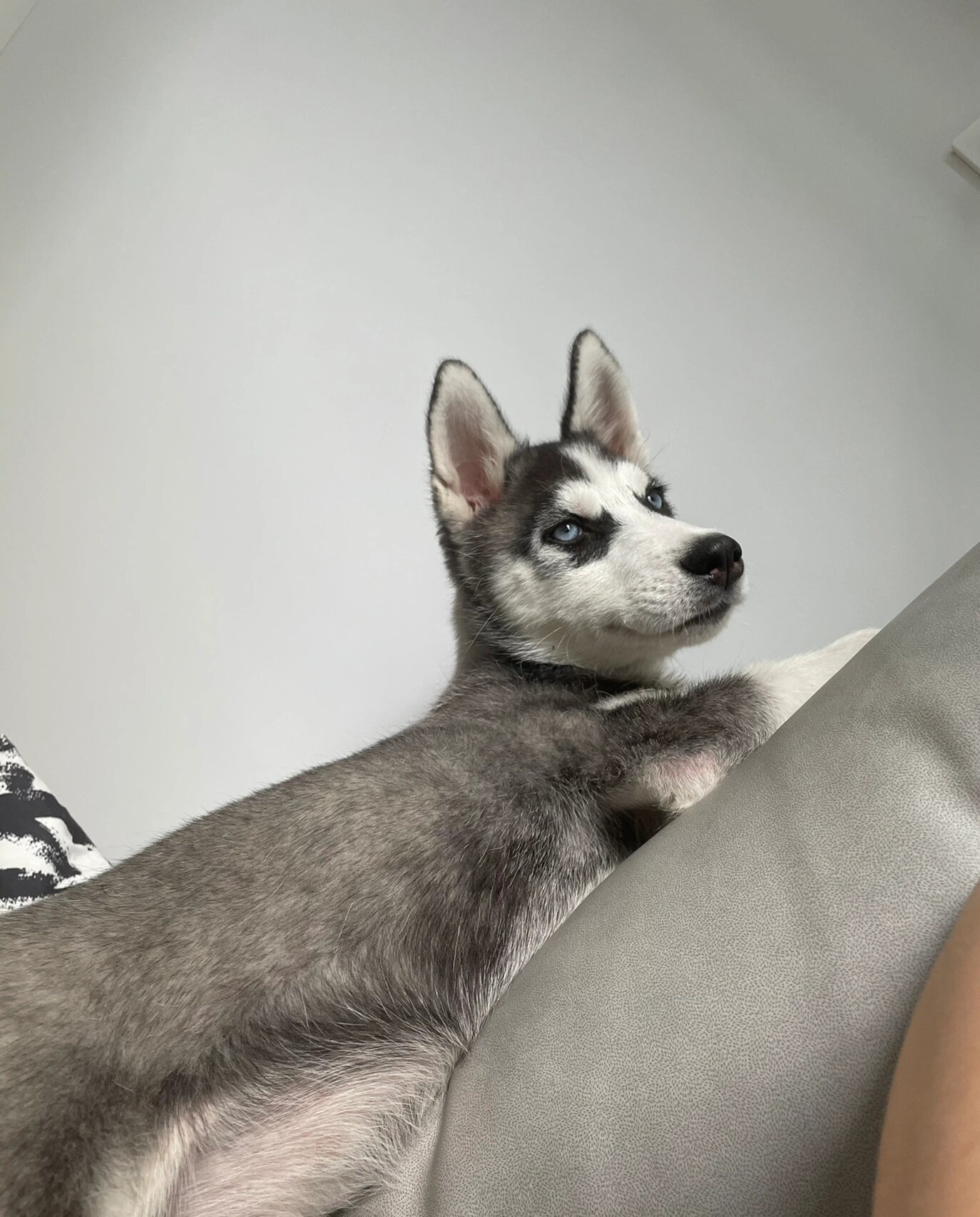 正常的吗,我感觉看起来有点瘦瘦的,美丽的仙女姨姨们,你们的哈士奇4个