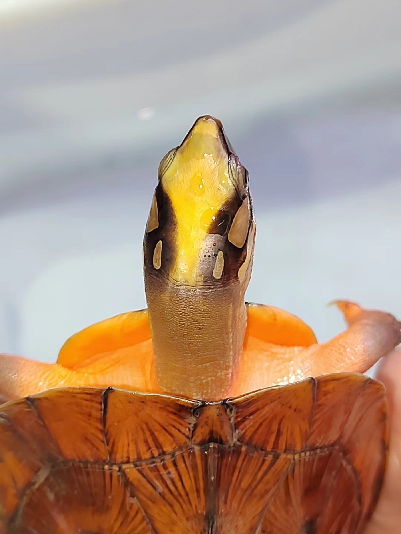 金钱龟 金钱龟也分几个种类,分别为越南种,海南种,广东种,主要是通过