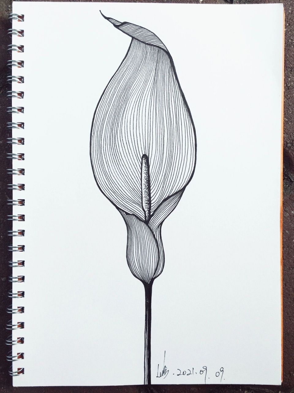 控笔练习62 植物线描 植物海芋,今天的图形简单点吧!