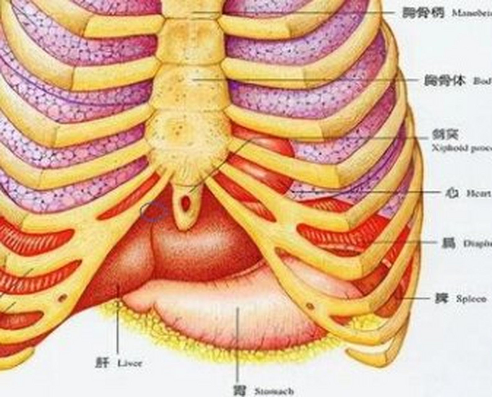 右侧第三肋骨的位置图图片