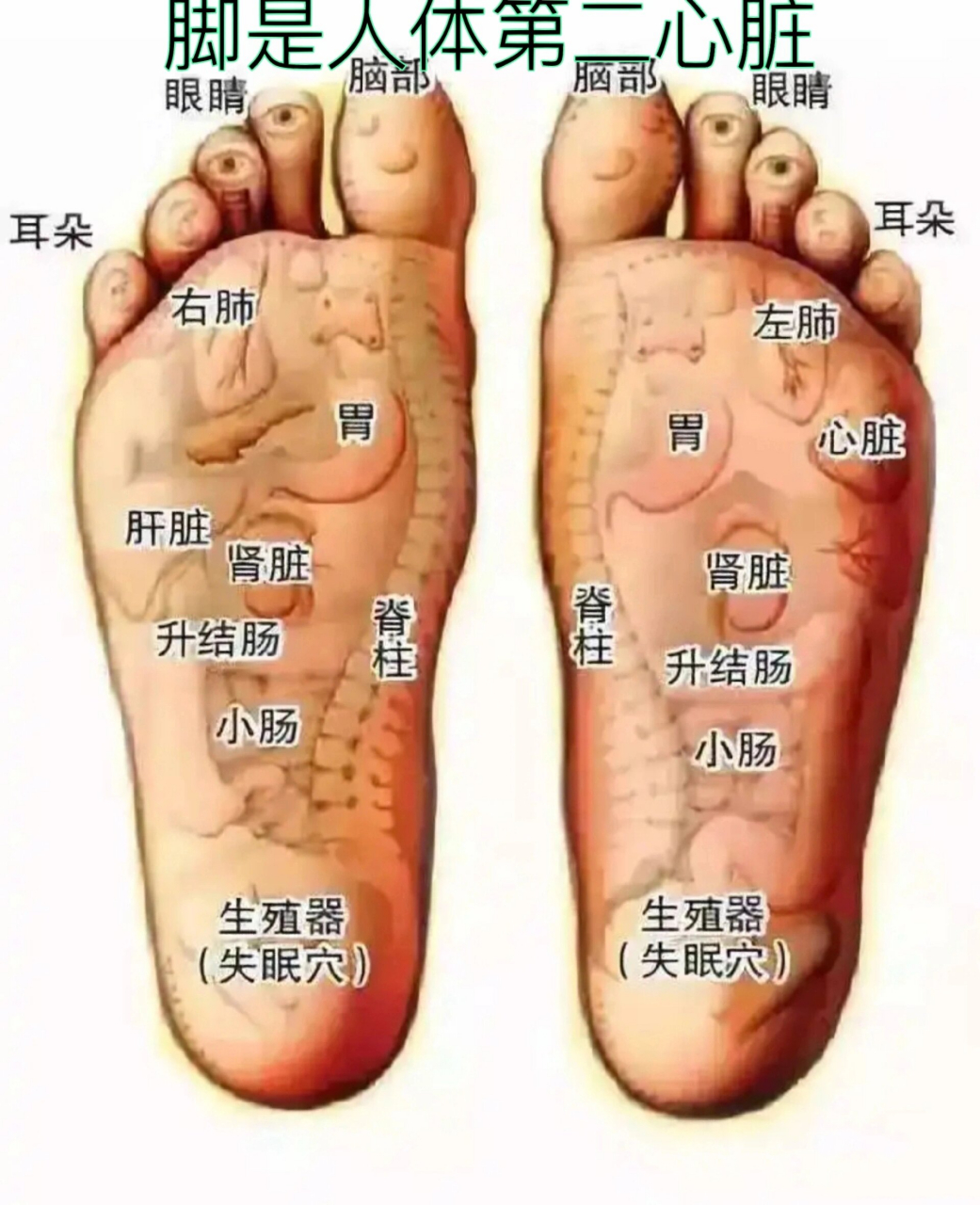 在家就可以按摩脚底,不费吹灰之力 按摩脚底是一种古老的中医保健方法