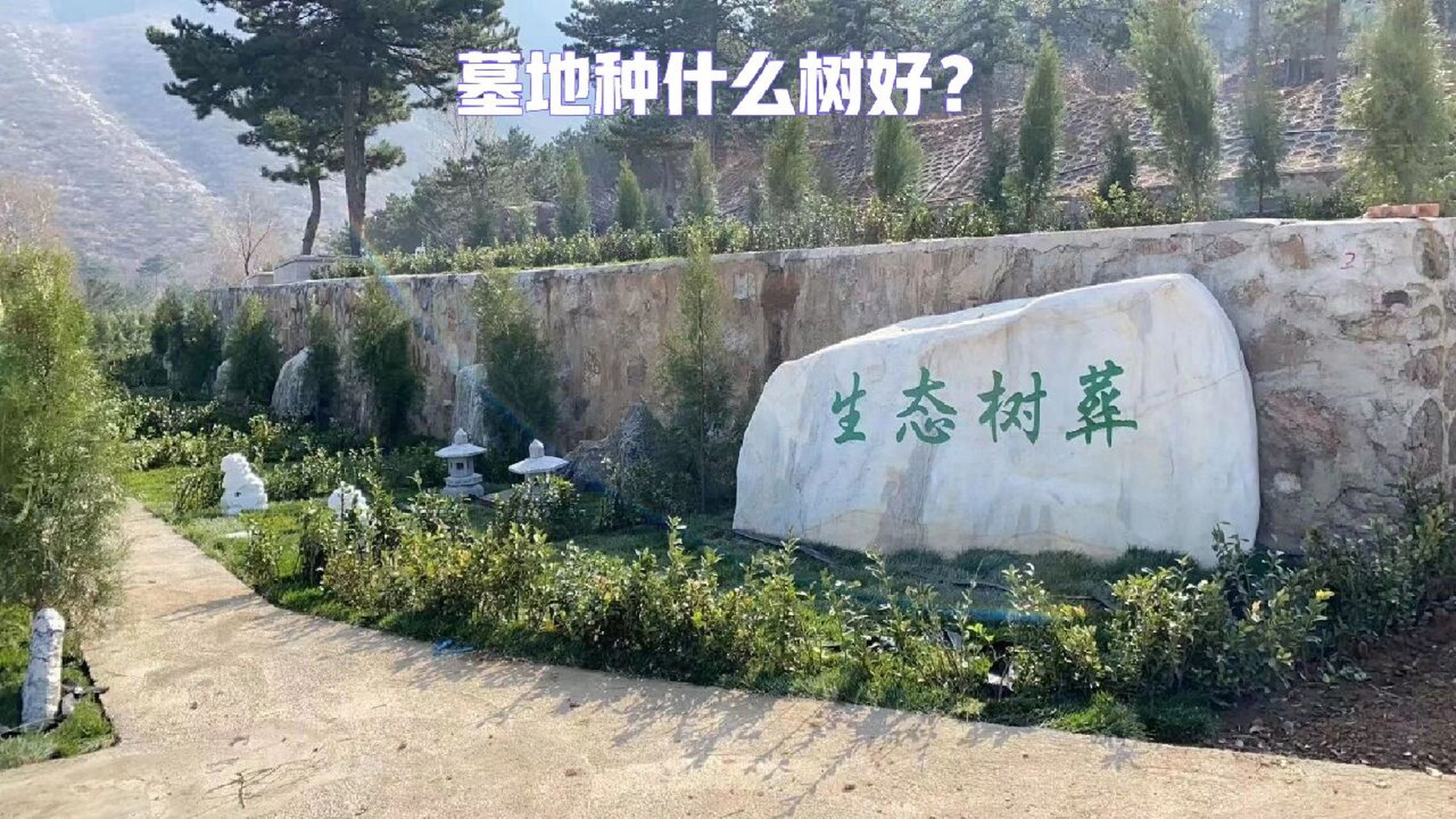 墓地种树的宗旨是改善风水,避免死气沉沉,人们也为此赋予了很多涵义在