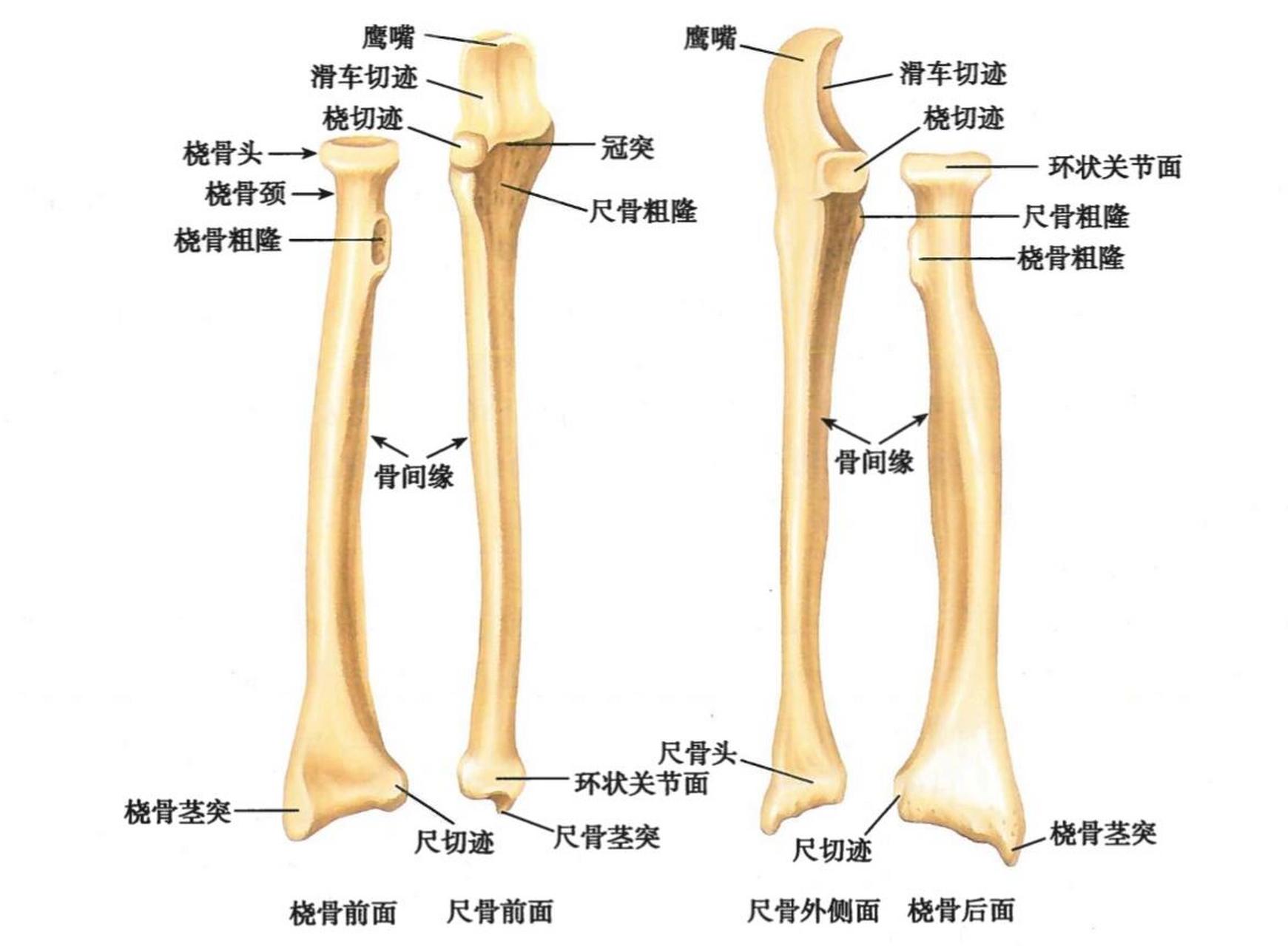 康复|每日一肌:桡骨(内尺外桡) 1⃣️桡骨形态