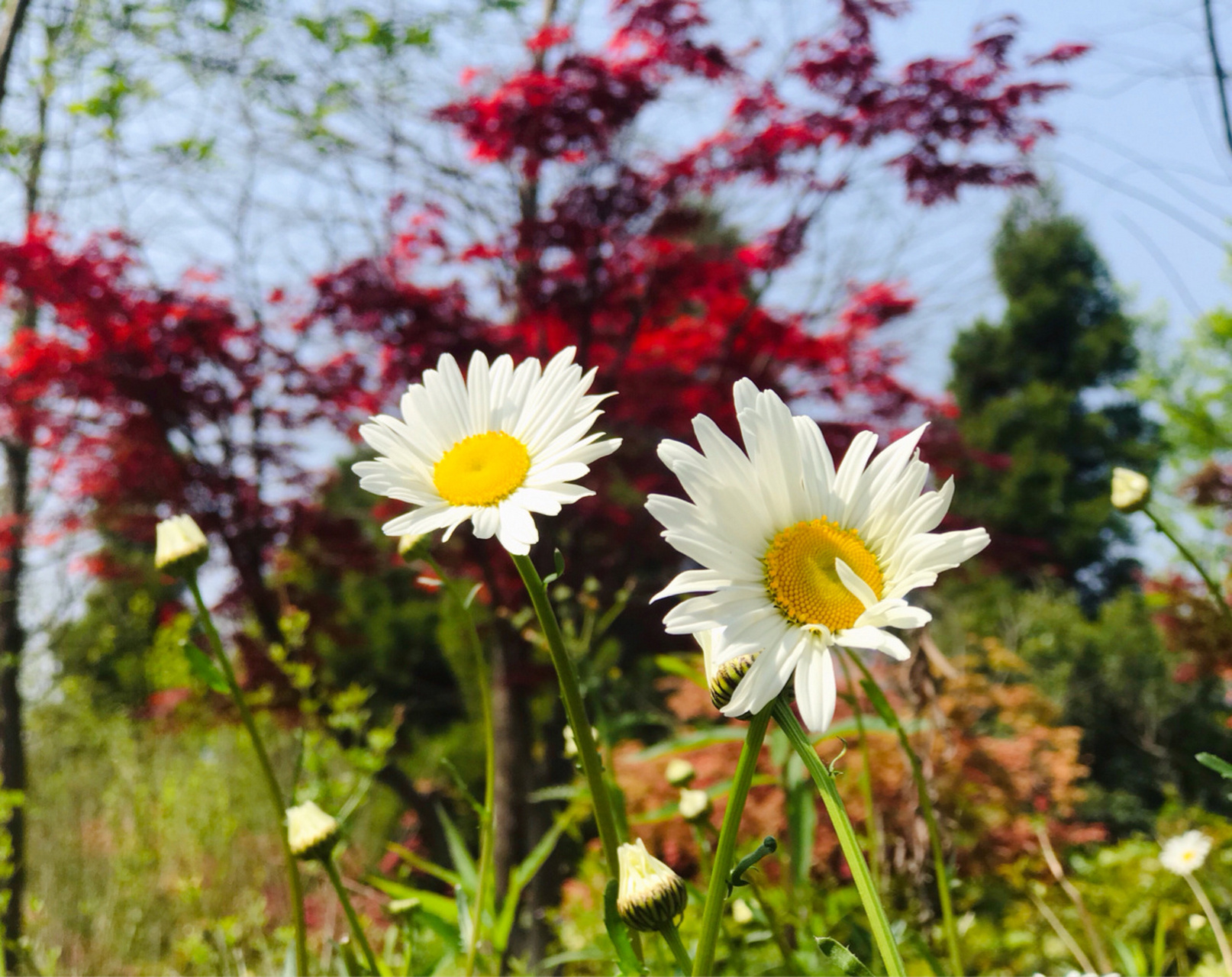 常州新龍生態園 其實這個公園沒什麼好看的,除了大,但是走的會很累.