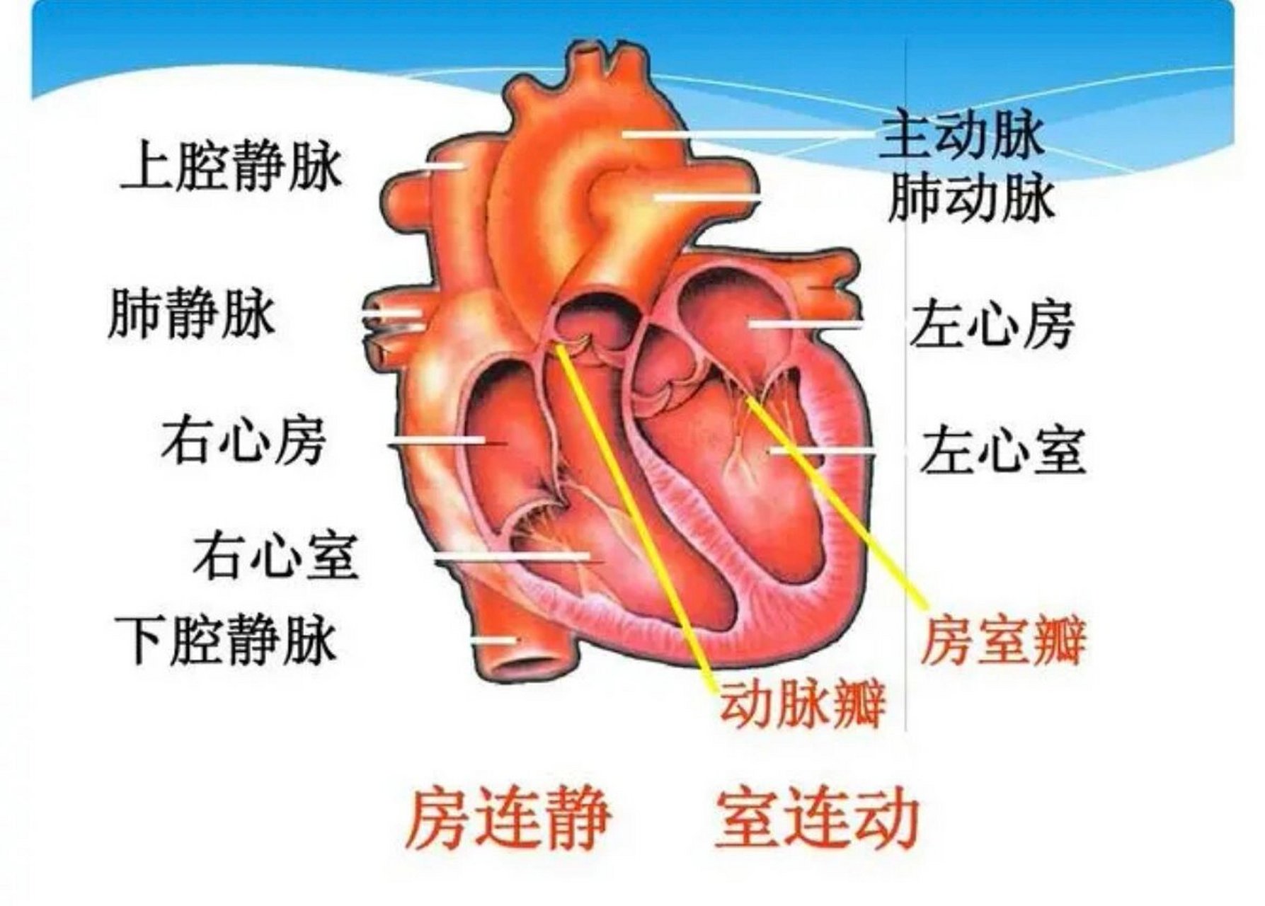 心脏中心房心室图图片