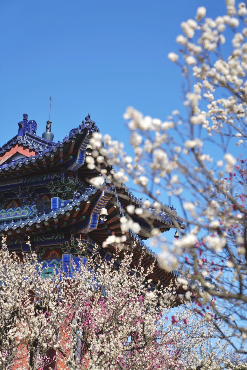 即将到来的南京赏花顶流 梅花山 梅花山的梅花已经开放啦 预计完全