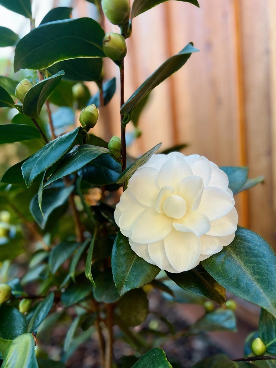 茶花·天鹅湖camellia swan lake 小花农新的一年从山茶花天鹅湖swan