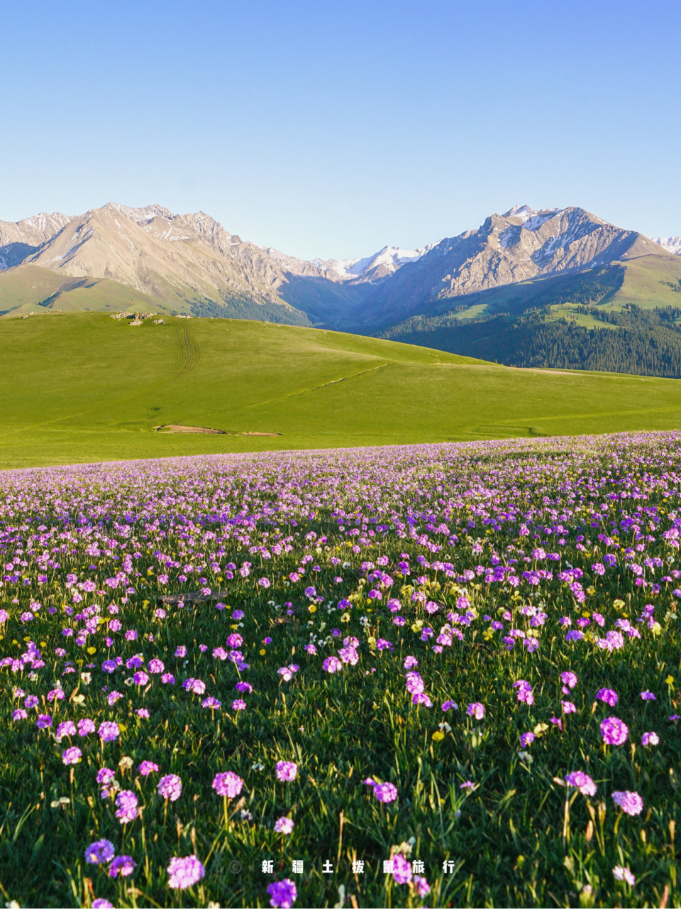 喀拉峻草原的雪山沉醉于花海 95 逃离城市,来喀拉峻草原徜徉花海