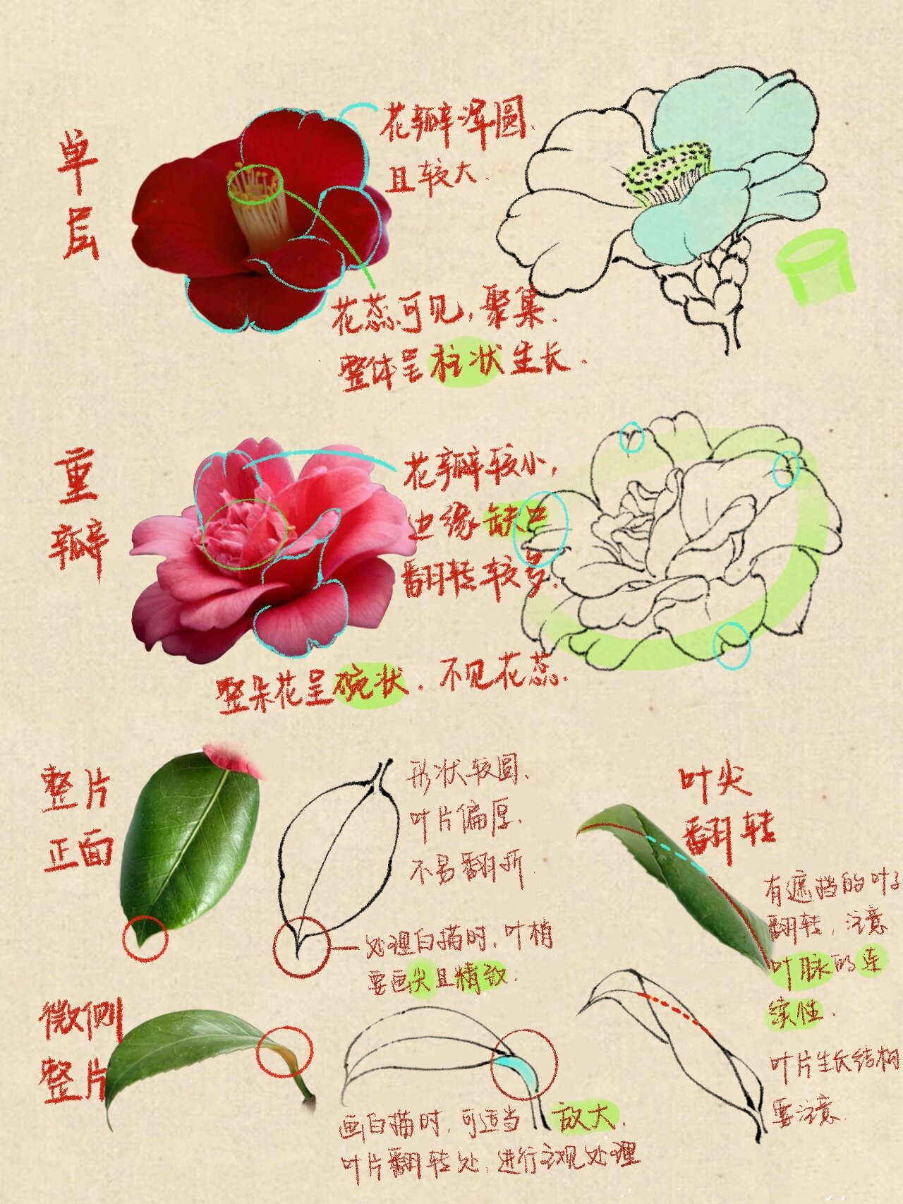 国画干货|山茶花结构详解