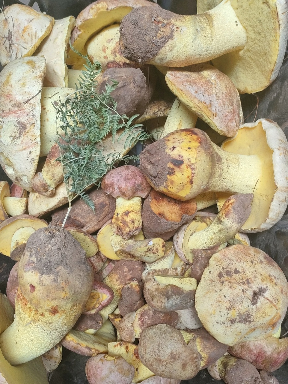 云南野生菌之白葱(桃红牛肝菌) 白葱牛肝菌是世界著名食用菌,日本皇家