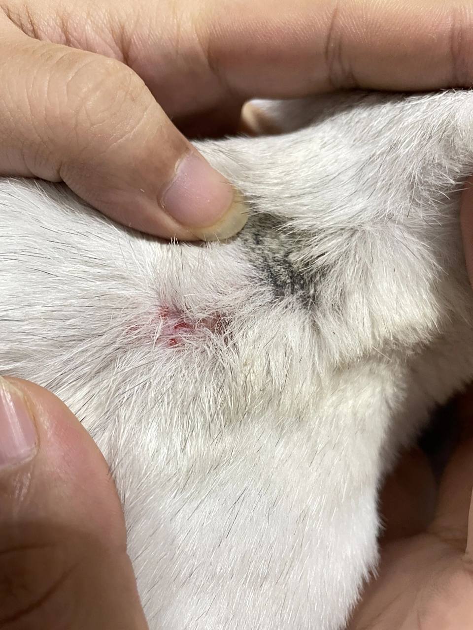 猫咪皮肤溃烂,后面长黑色结疤 万能的,有没有谁家猫