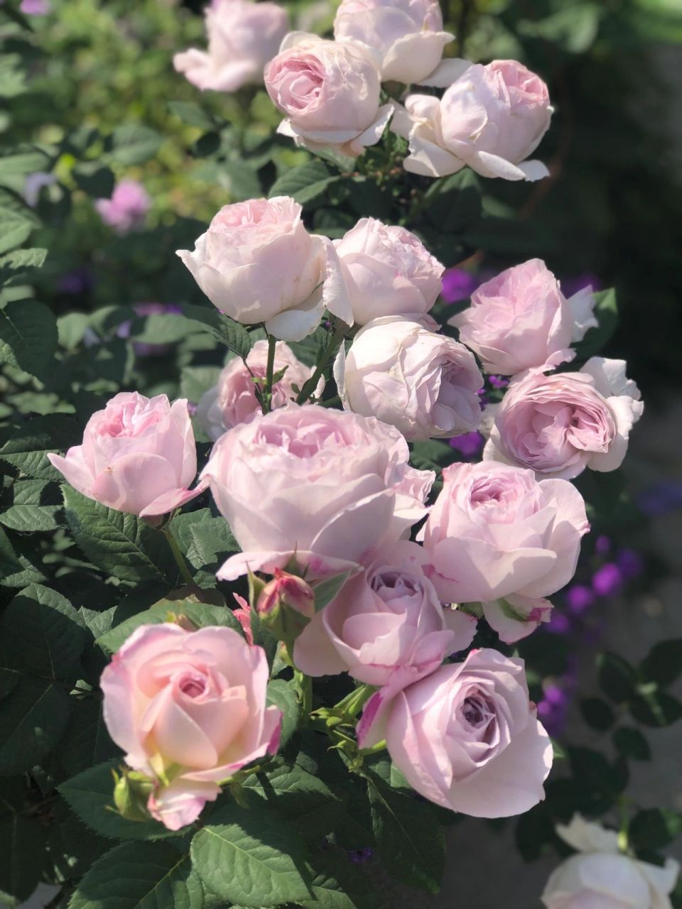 天狼自育月季夜光杯 夜光杯的春花