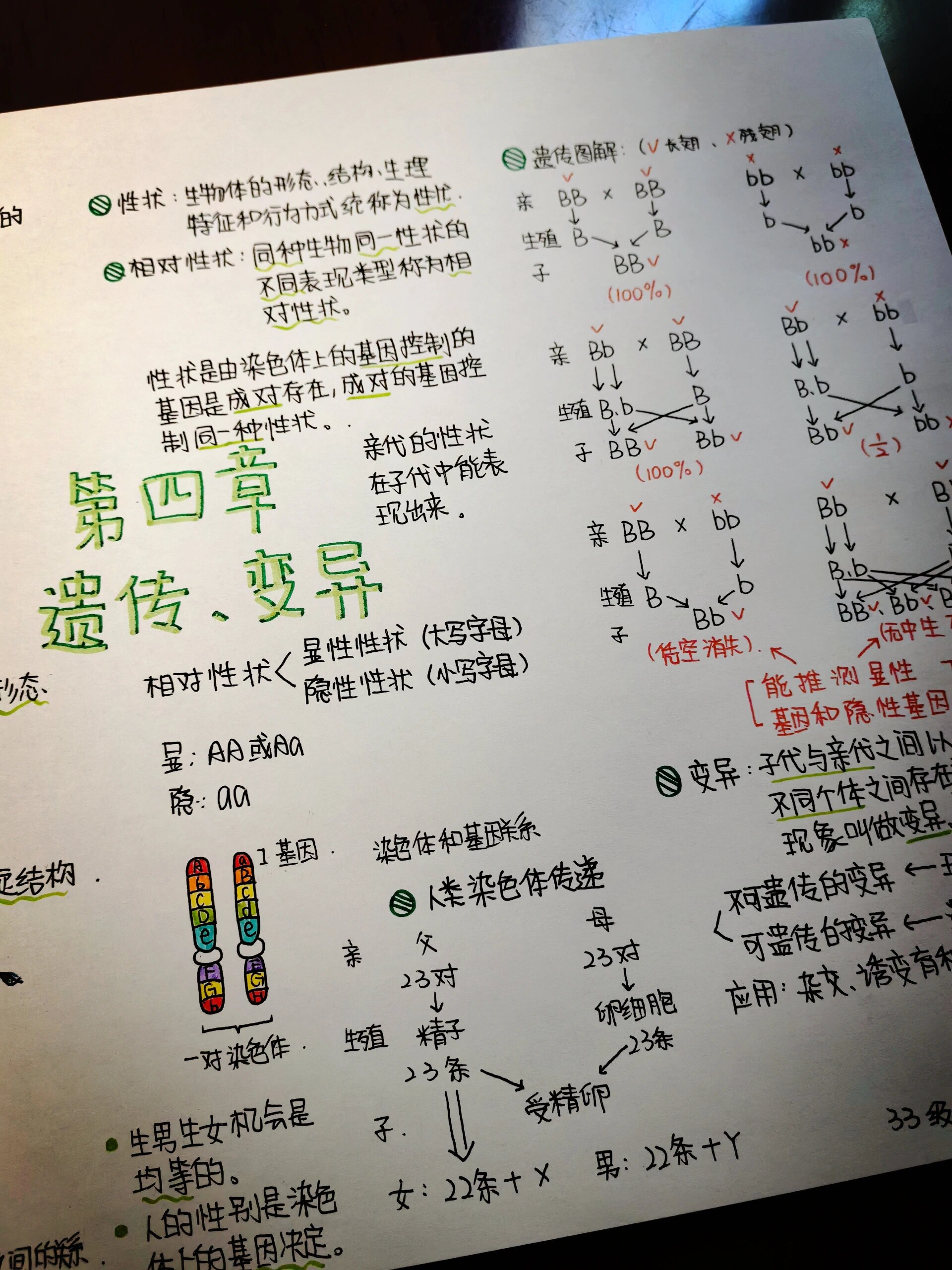 遗传变异手抄报