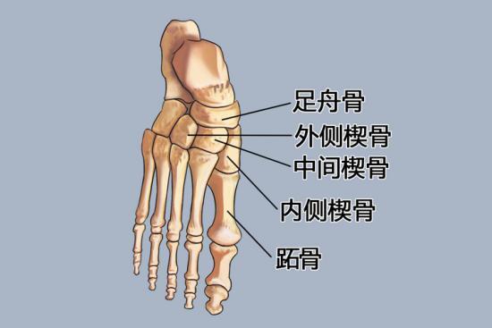 第一楔骨在哪个位置图片