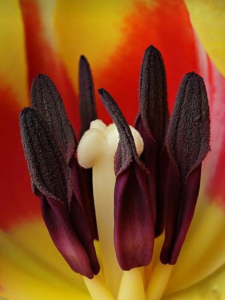 木植百科#郁金香# 7915我是谁?