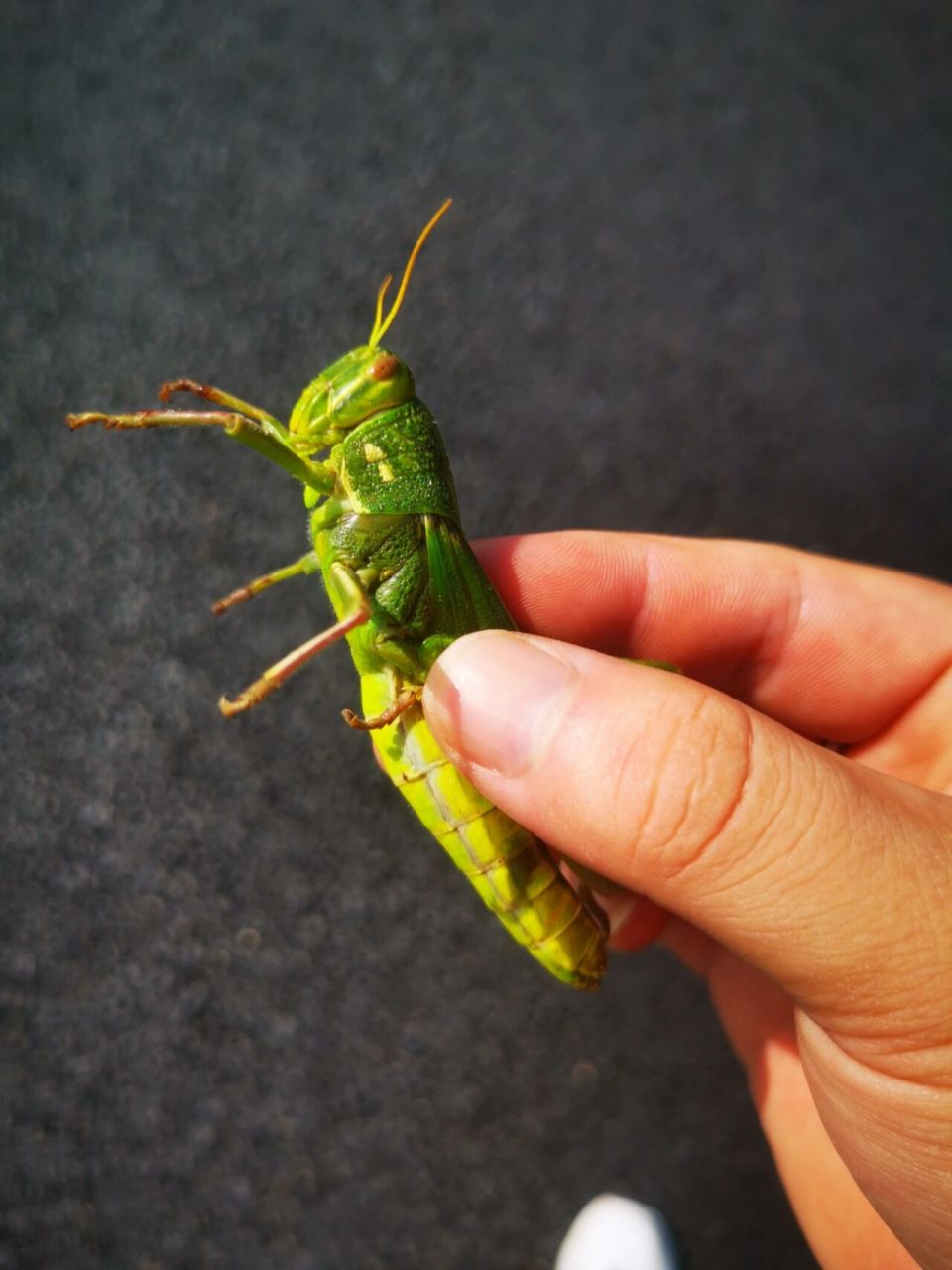 油蚂蚱 抓到了一只大油蚂蚱  做标本!