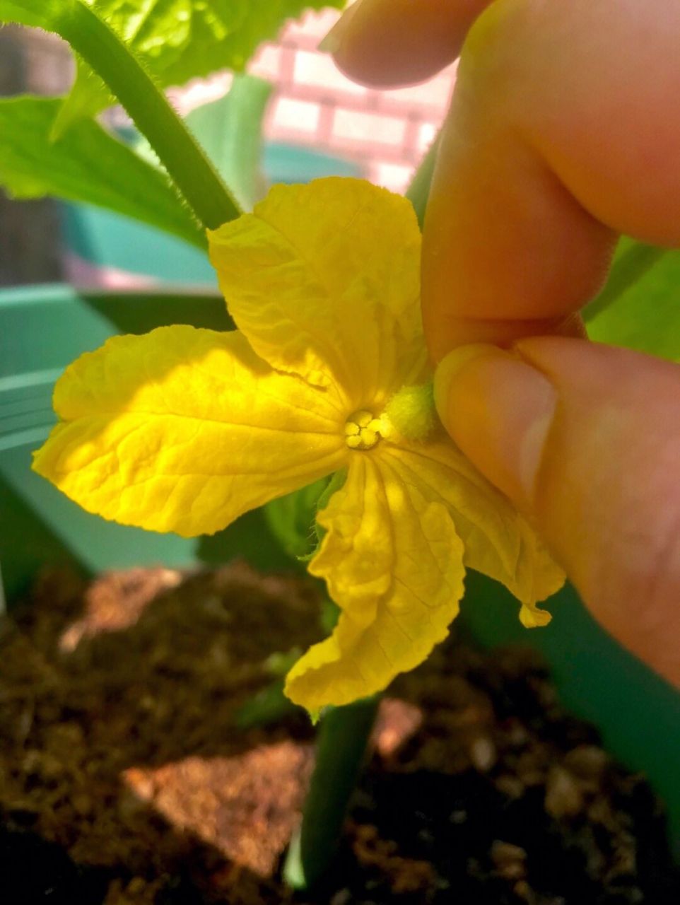 柚子花雄花和雌花图图片