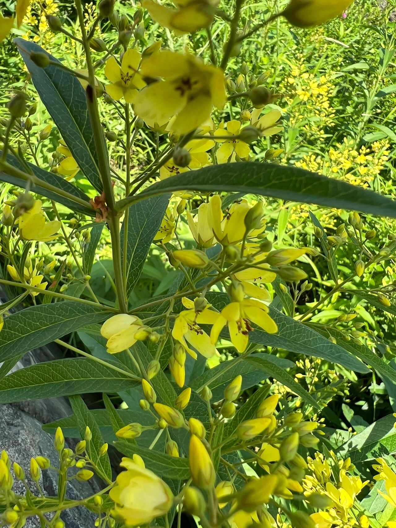 刺黄连花图片