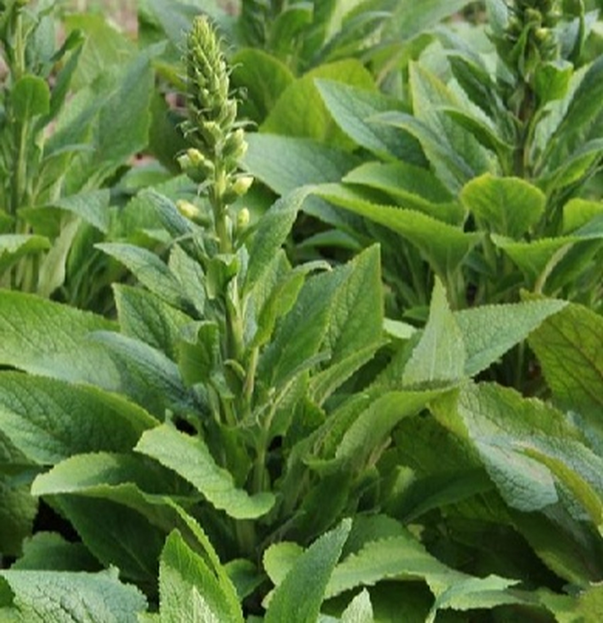 毛蕊花,又名一柱香 毛蕊花,中药名