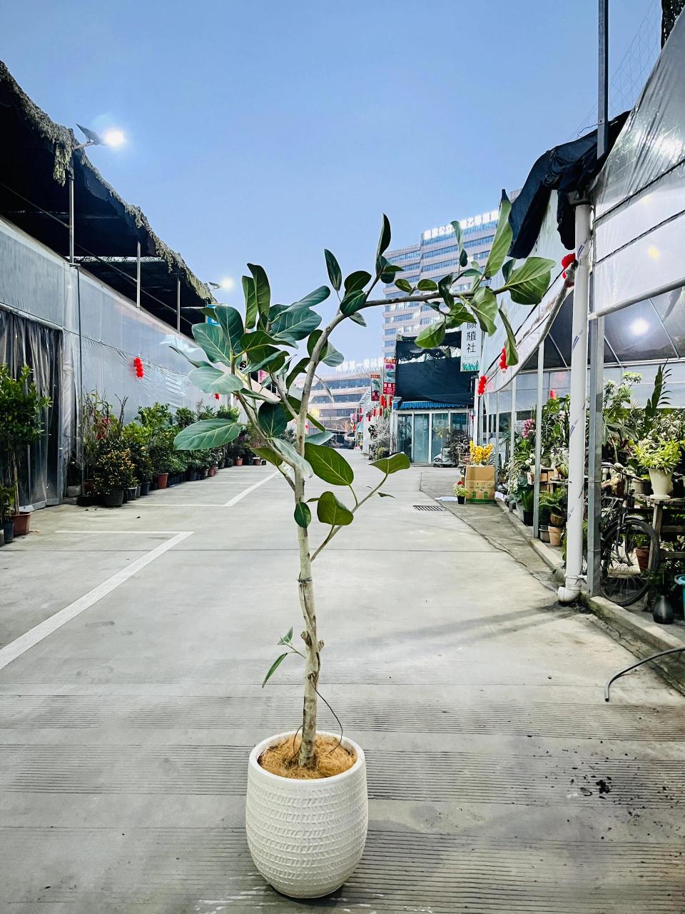 客厅大植物 | 黄金榕 高山榕 图一高山榕 图二黄金榕 周末好忙,下班的