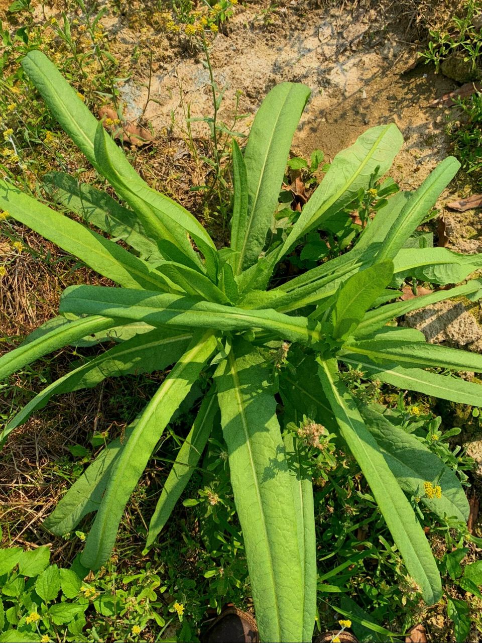 常见野菜|苦麦菜的虽苦,但都是宝   苦麦菜的作用: 	 苦麦菜具有清热