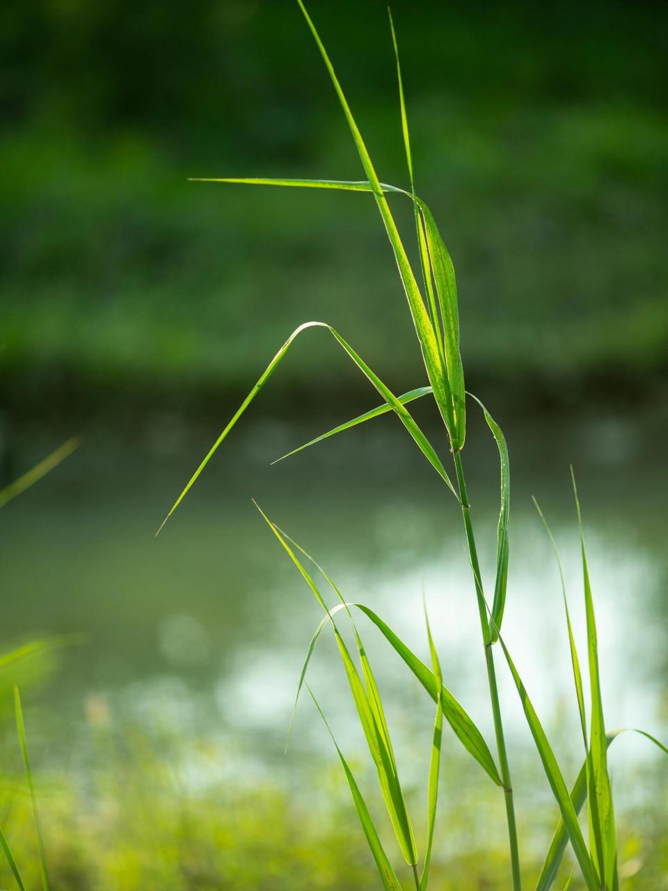 大自然# #立夏# #芦苇
