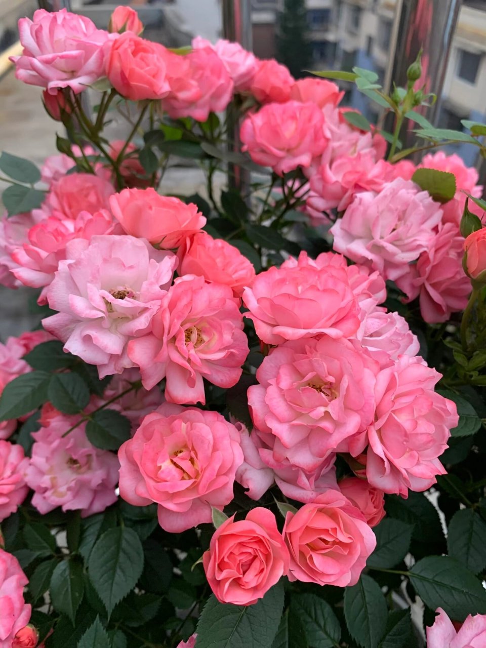 月季品种四:和谐 和谐:丰花,复花快,抗性好,耐雨耐晒