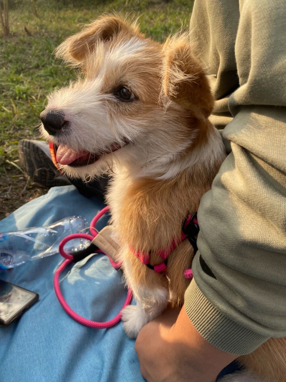 (已领养)前方柯基和雪纳瑞的混合 性别:小女孩 年龄:经宠物店鉴定应该