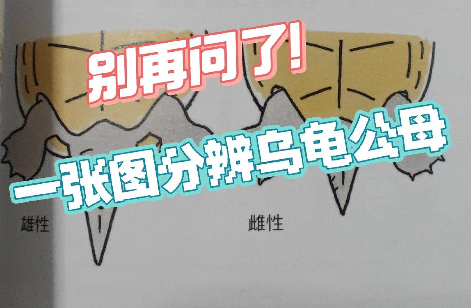 一张图分辨乌龟公母,新手小白养龟看过来     还有什么不明白的问,有