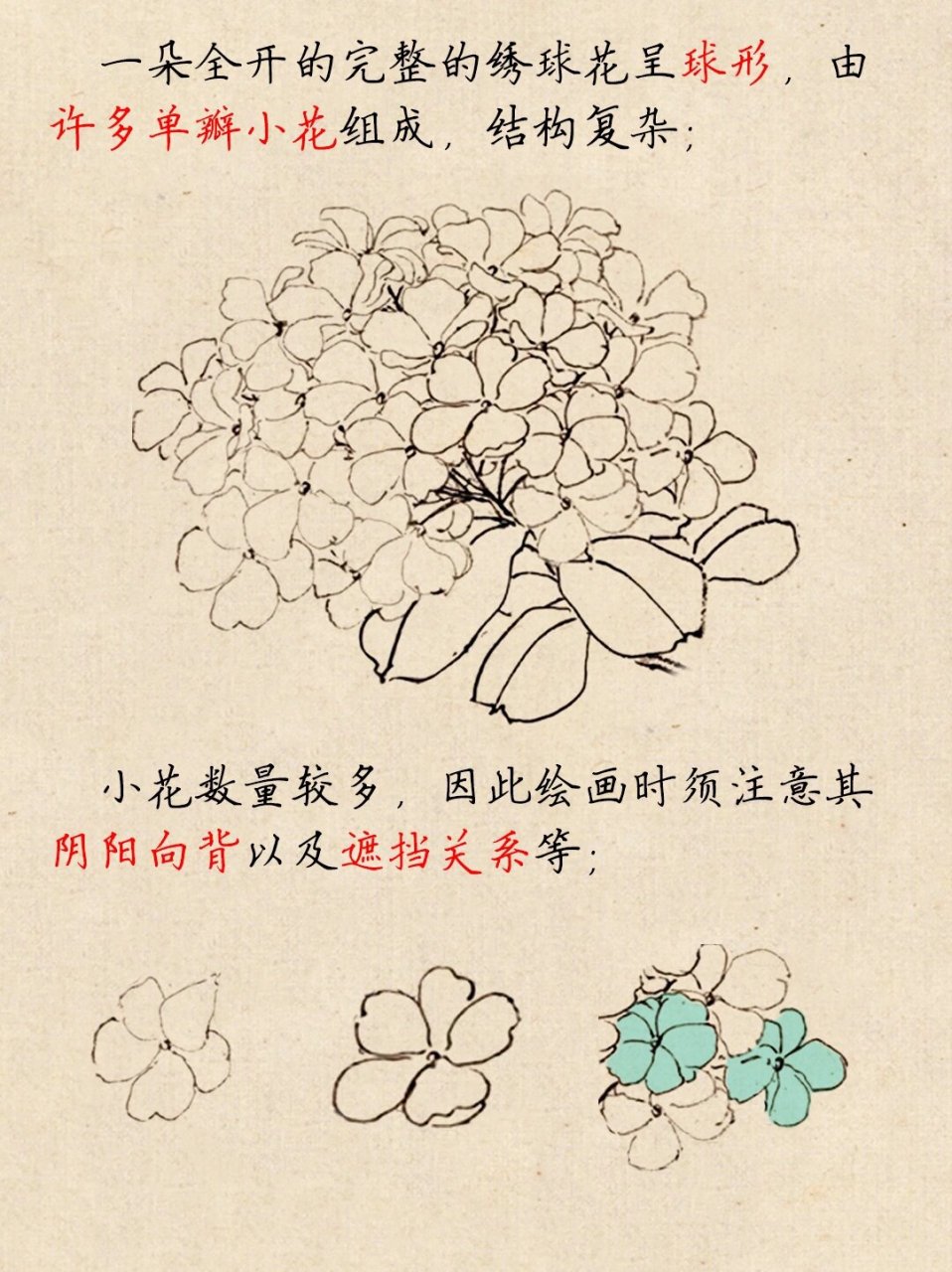 国画考研|绣球花画法详解