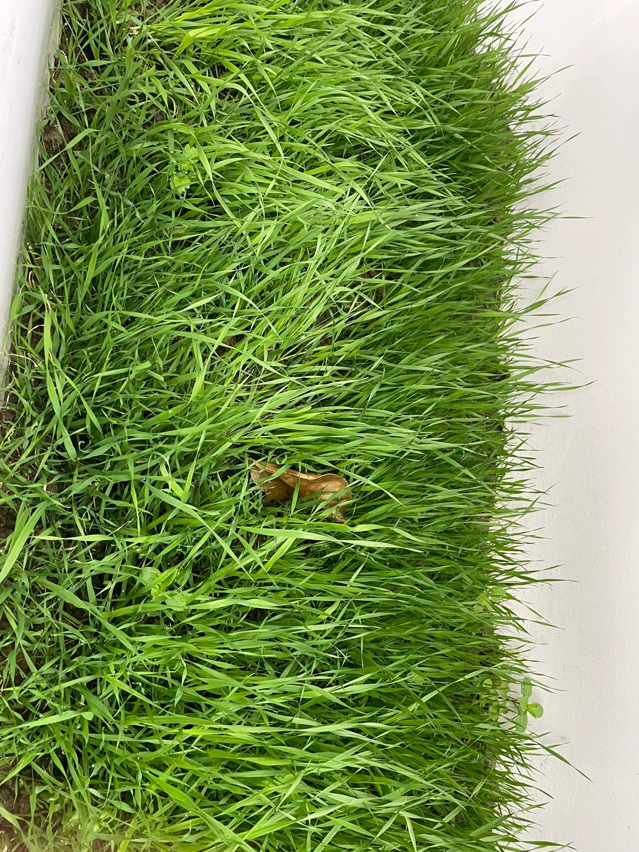 自己种植提摩西草 终于终于长大了点,种下给兔兔吃的,买的提摩西草