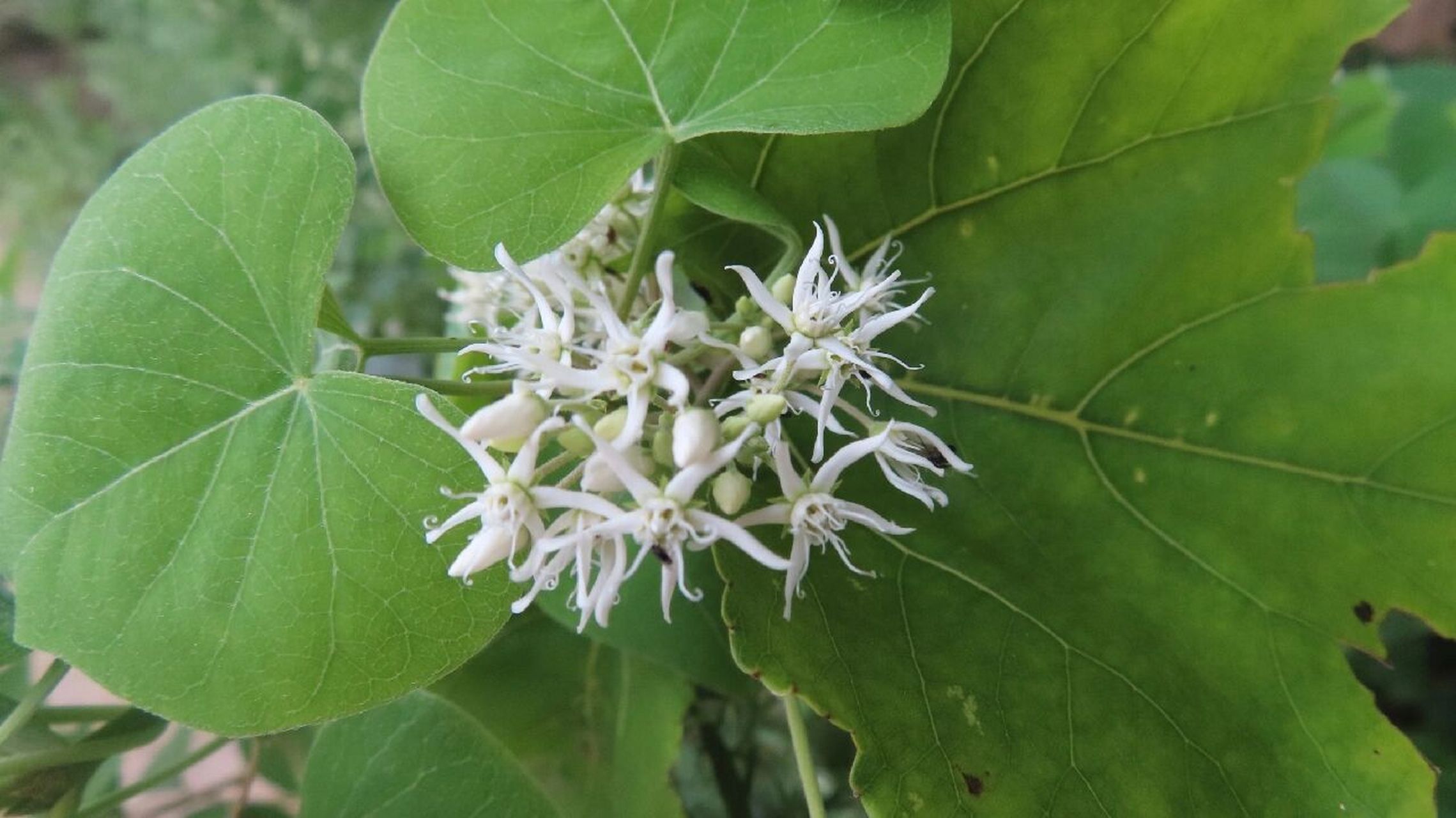 鹅绒藤,萝藦科鹅绒藤属多年生草本植物 以前也曾经为它作过诗:叶片对