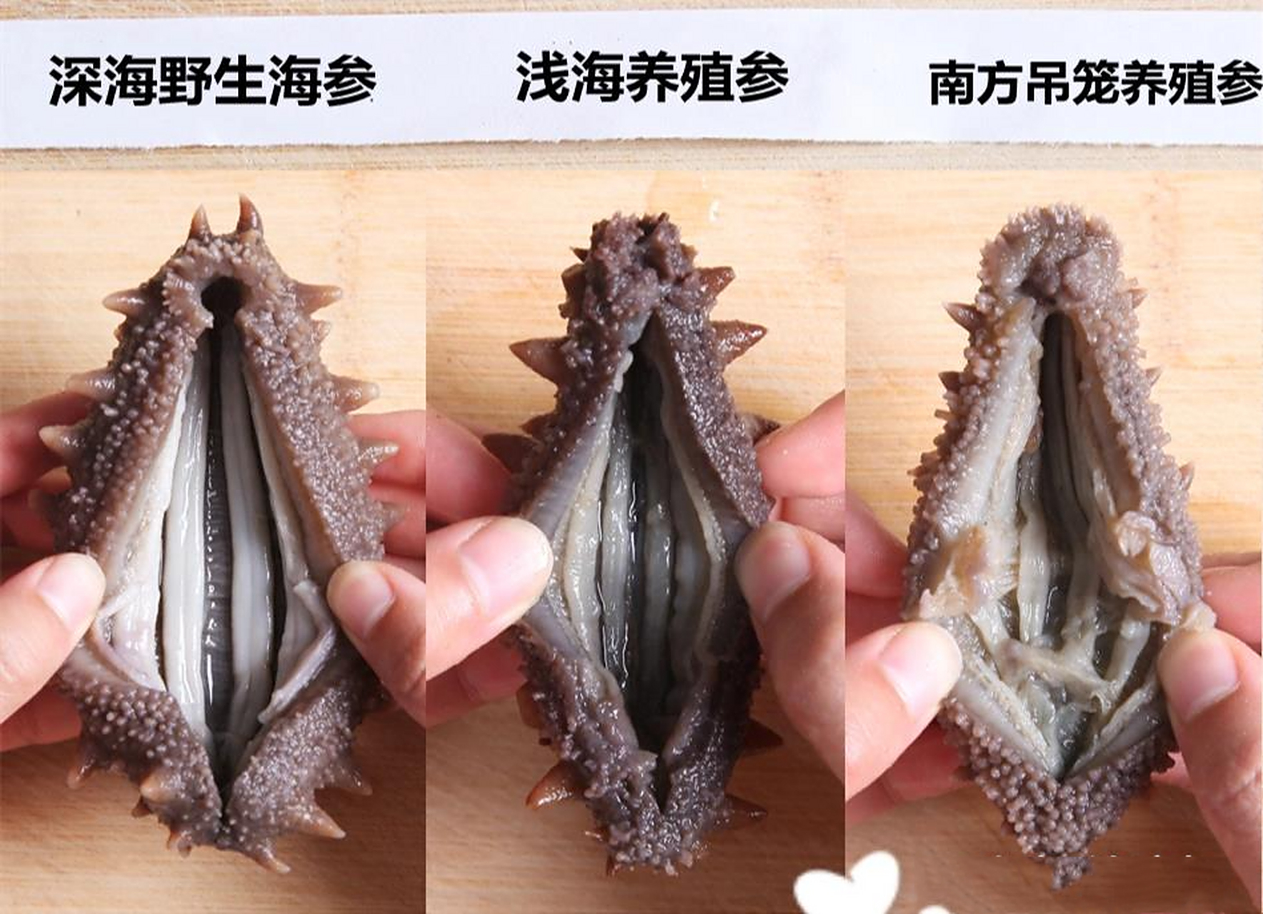 一分钟学会辨别真假野生海参 从参刺上看,野生海参背部和两侧的刺都是