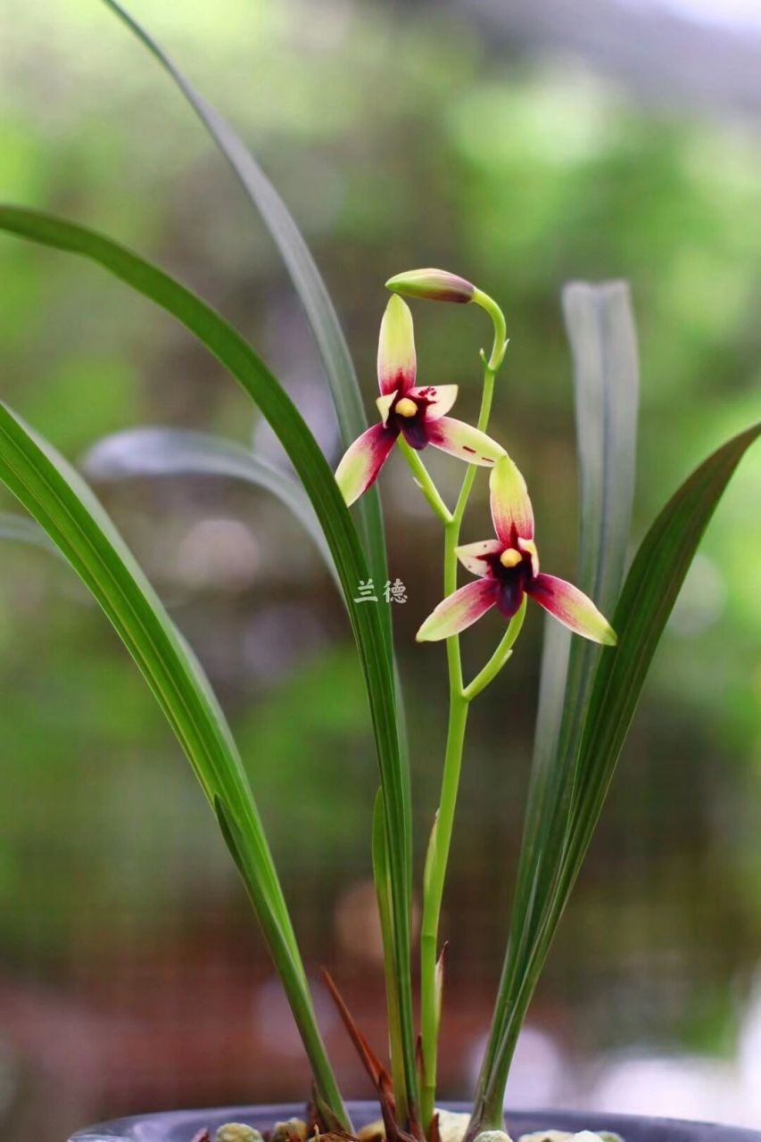 建蘭——赤誠(峨眉晨光) 花莖青色,花色對比明顯,顏色極為亮麗