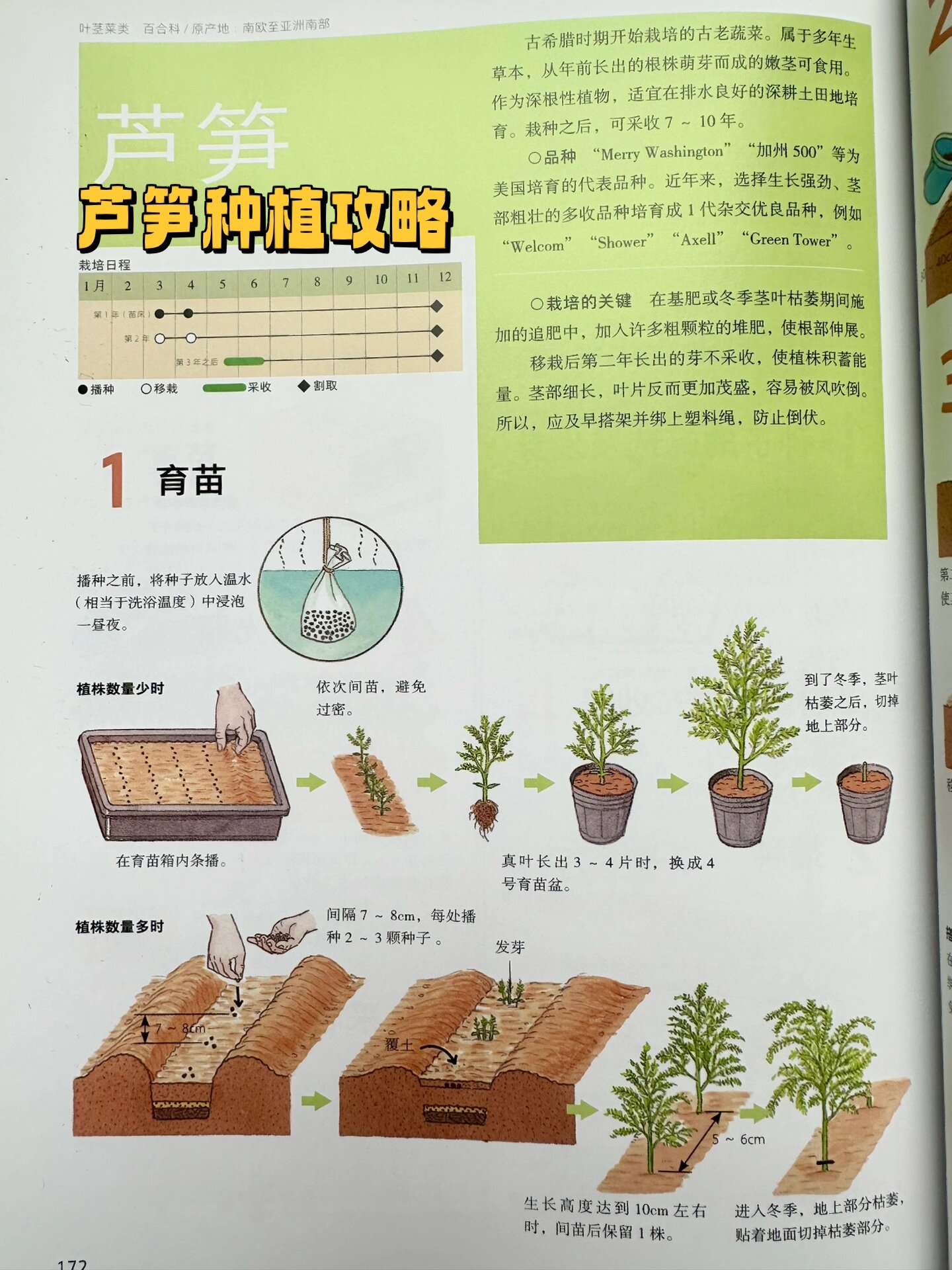 阳台种菜|芦笋种植攻略
