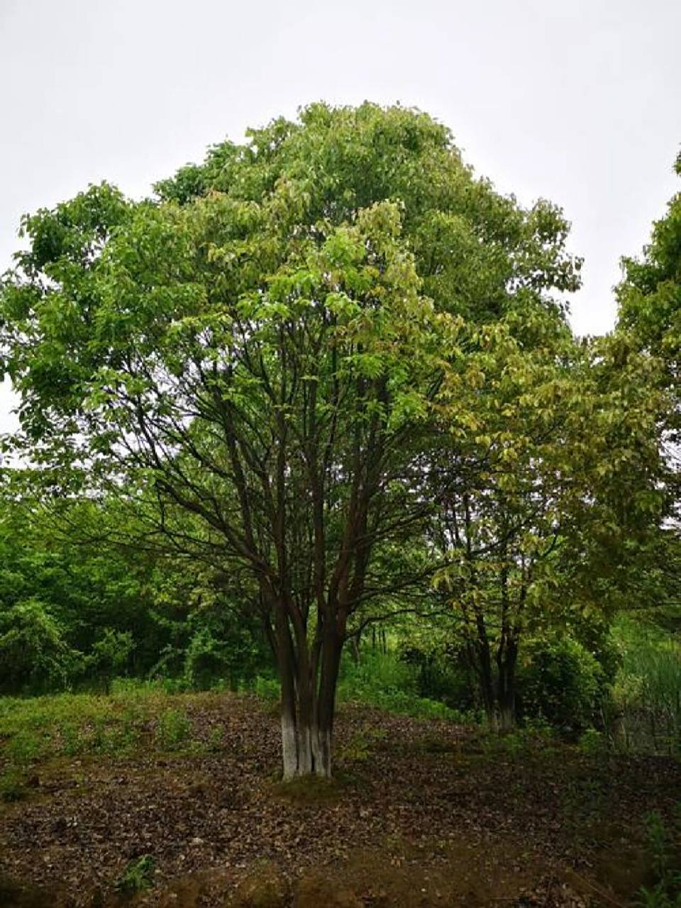 植物笔记day3 香樟 名字:樟特征:樟属常绿大乔木,树冠广卵形;枝,叶及