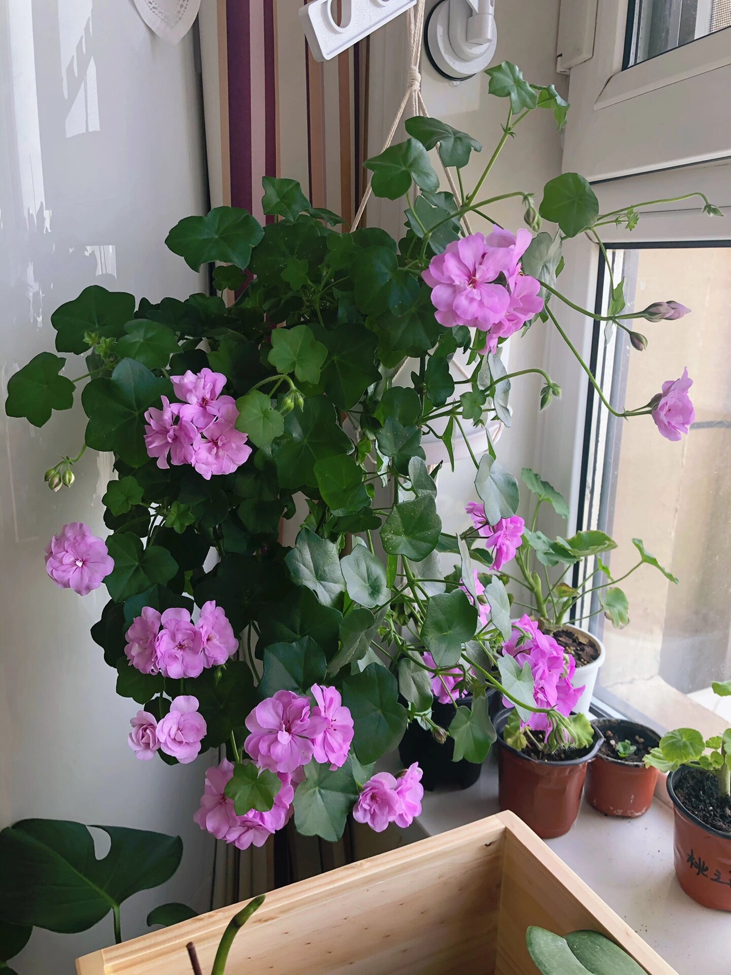 垂吊天竺葵大汉196 仙粉紫,可惜光照不足,每根花枝只有零星几个花苞