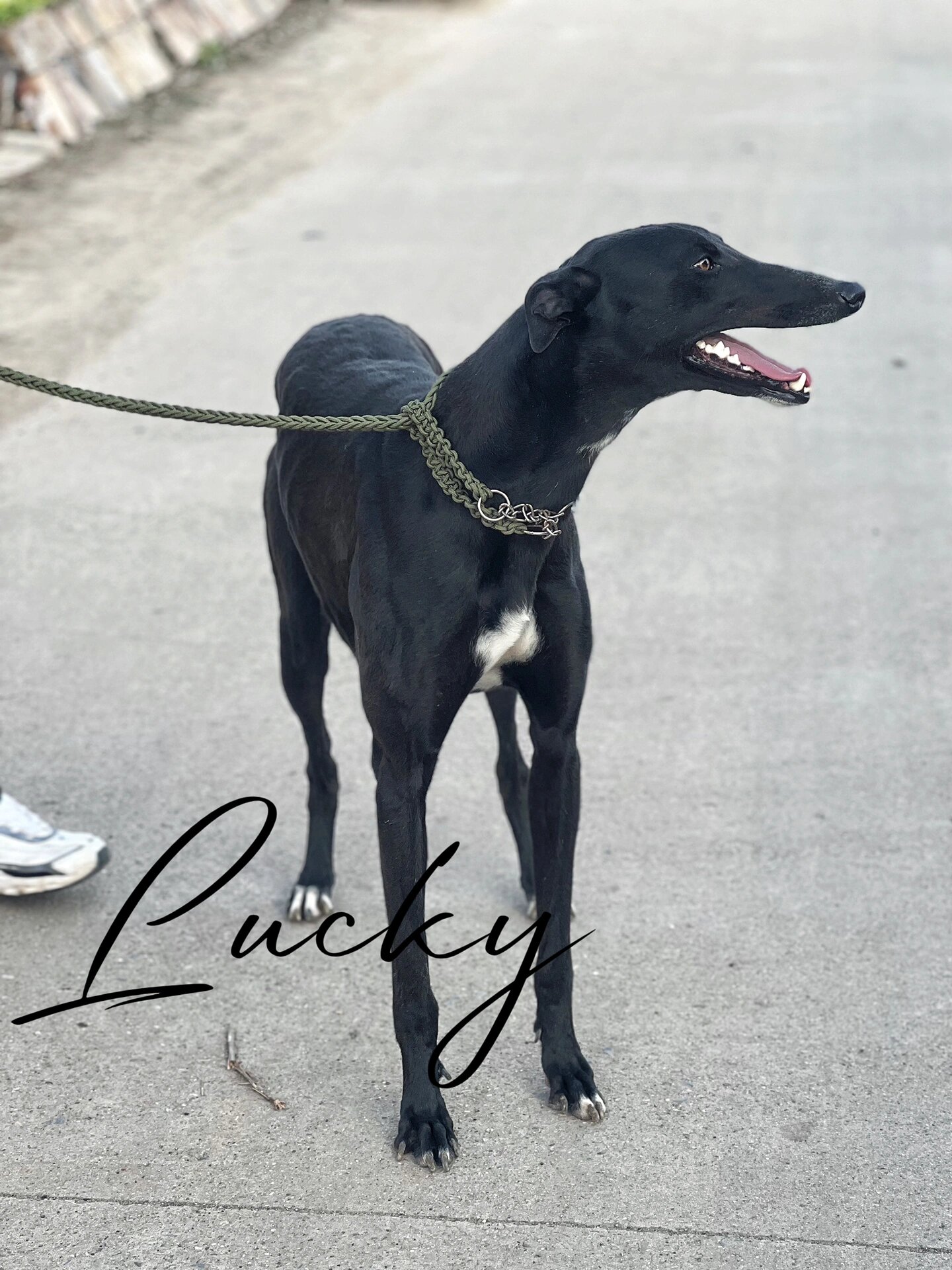 lucky犬舍|纯种黑色灵缇 #灵缇犬# #意大利灵缇犬# #黑色灵缇