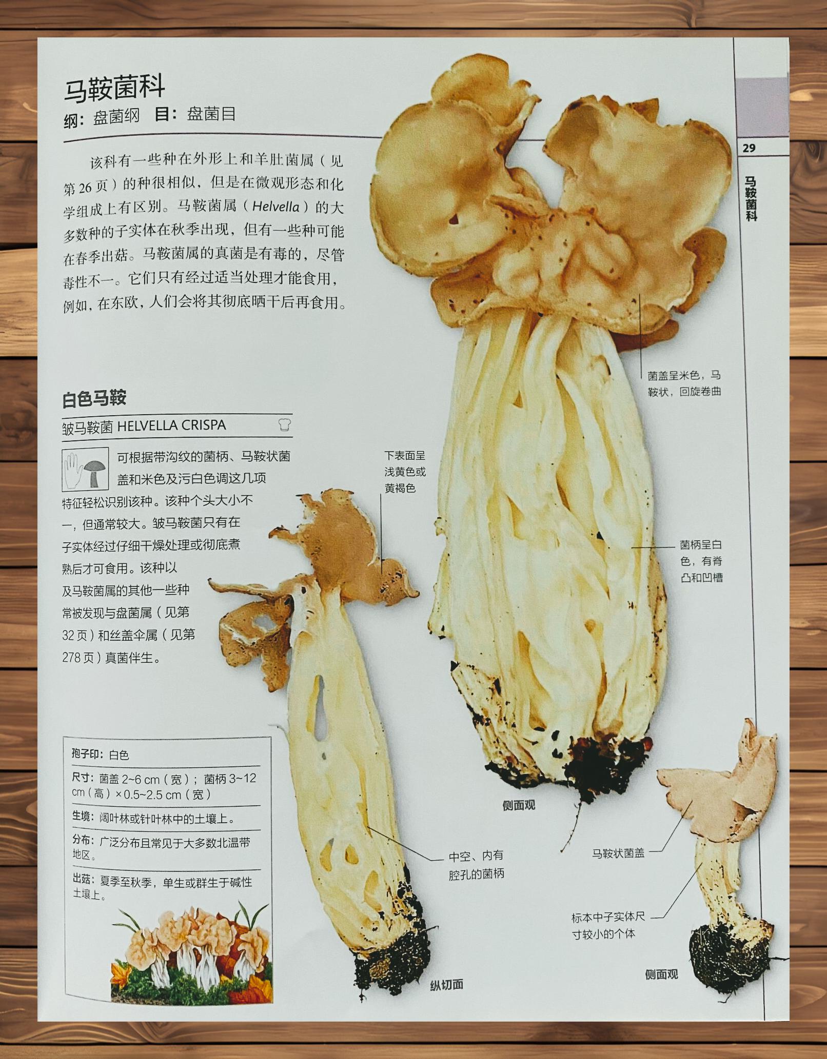 食用皱马鞍菌简介